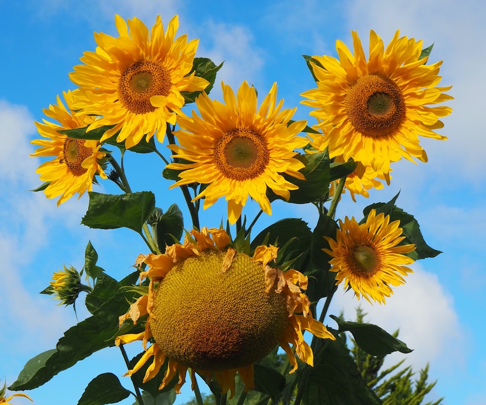 a bunch of sunflowers that are blooming on a sunny day