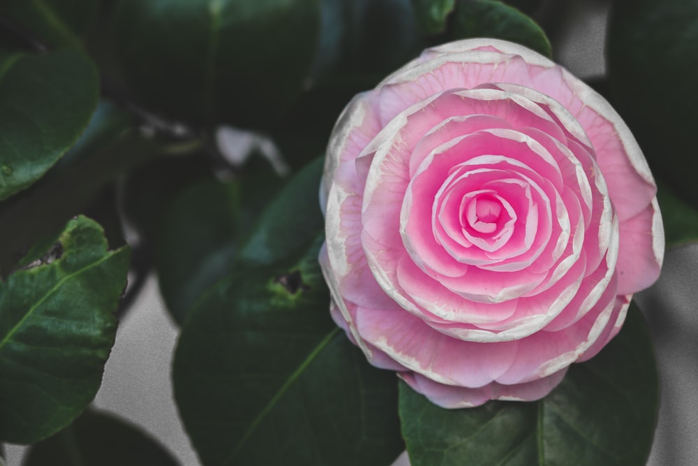 a pink flower with green leaves around it