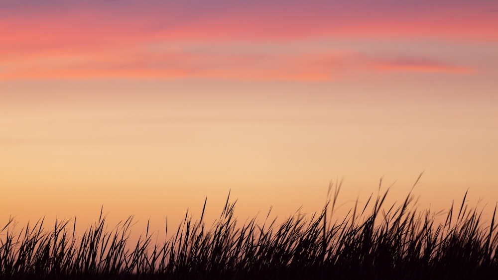 a bird flying in the sky at sunset