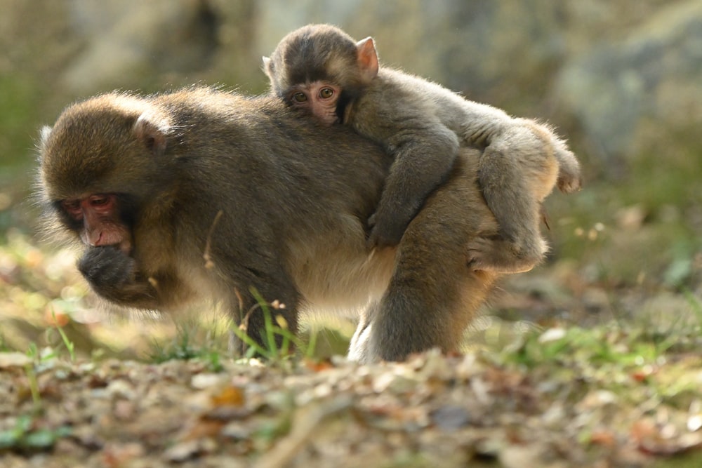 a mother monkey holding her baby on her back