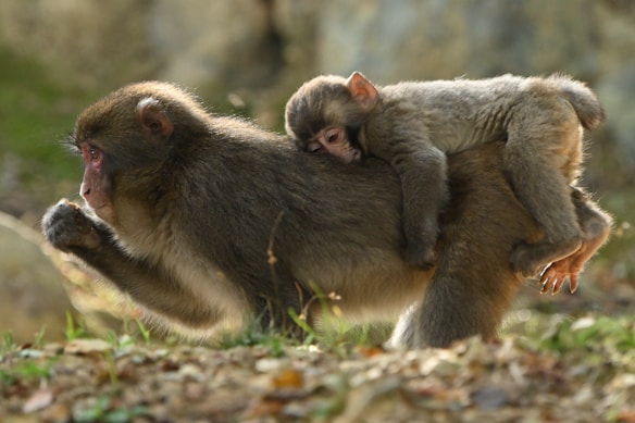 Finger Monkeys for sale in USA