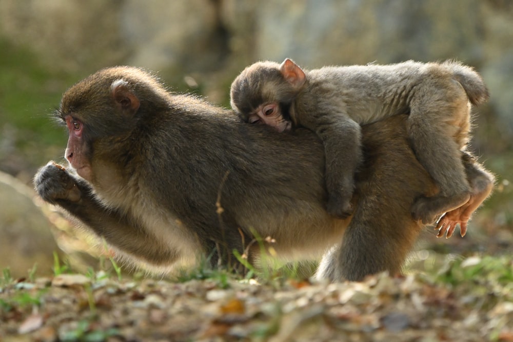 two monkeys playing with each other in a field