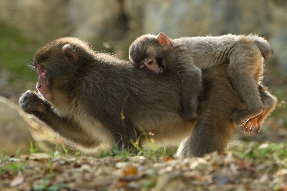 Dos monos jugando entre sí en un campo