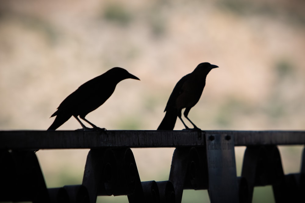 a couple of birds sitting on top of a wooden rail