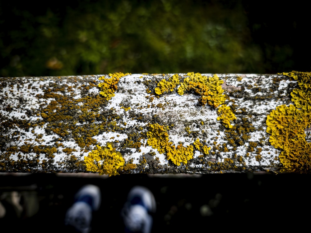 a person standing next to a moss covered bench