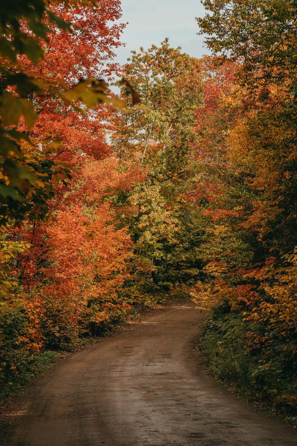 a dirt road surrounded by colorful trees