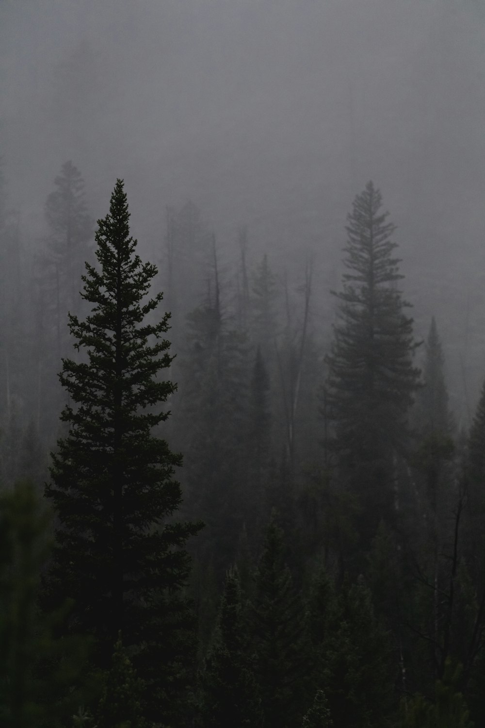 a foggy forest filled with lots of trees