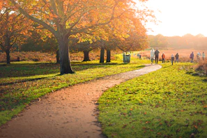A peaceful park scene with autumn leaves and a winding path.