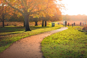 A peaceful park scene in autumn with a winding path leading through a grassy area. Large trees with vibrant orange and yellow leaves line the path, while a group of people, dressed warmly, walk along enjoying the scenery. The sunlight casts a warm glow, enhancing the tranquil atmosphere.