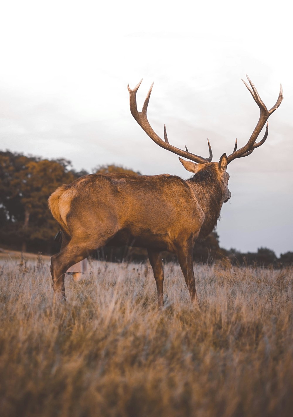 a large deer standing on top of a dry grass field