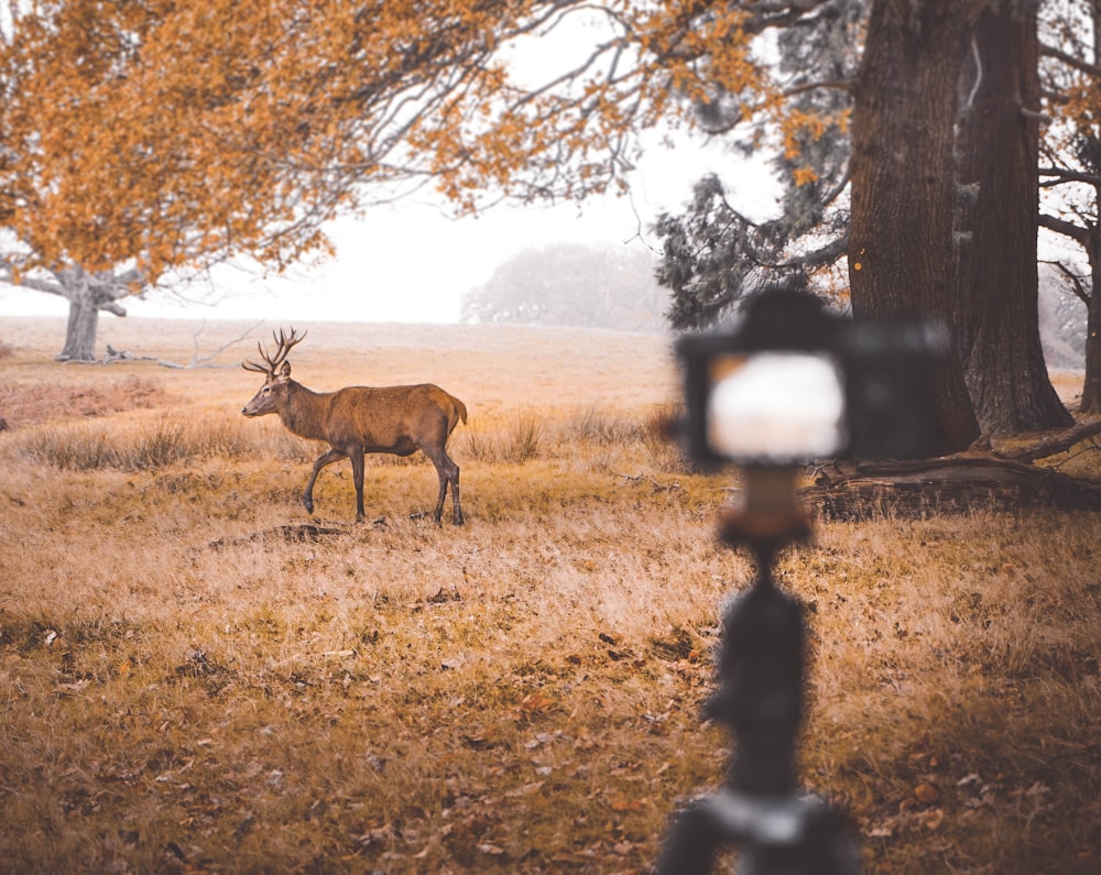 a deer standing in a field next to a tree