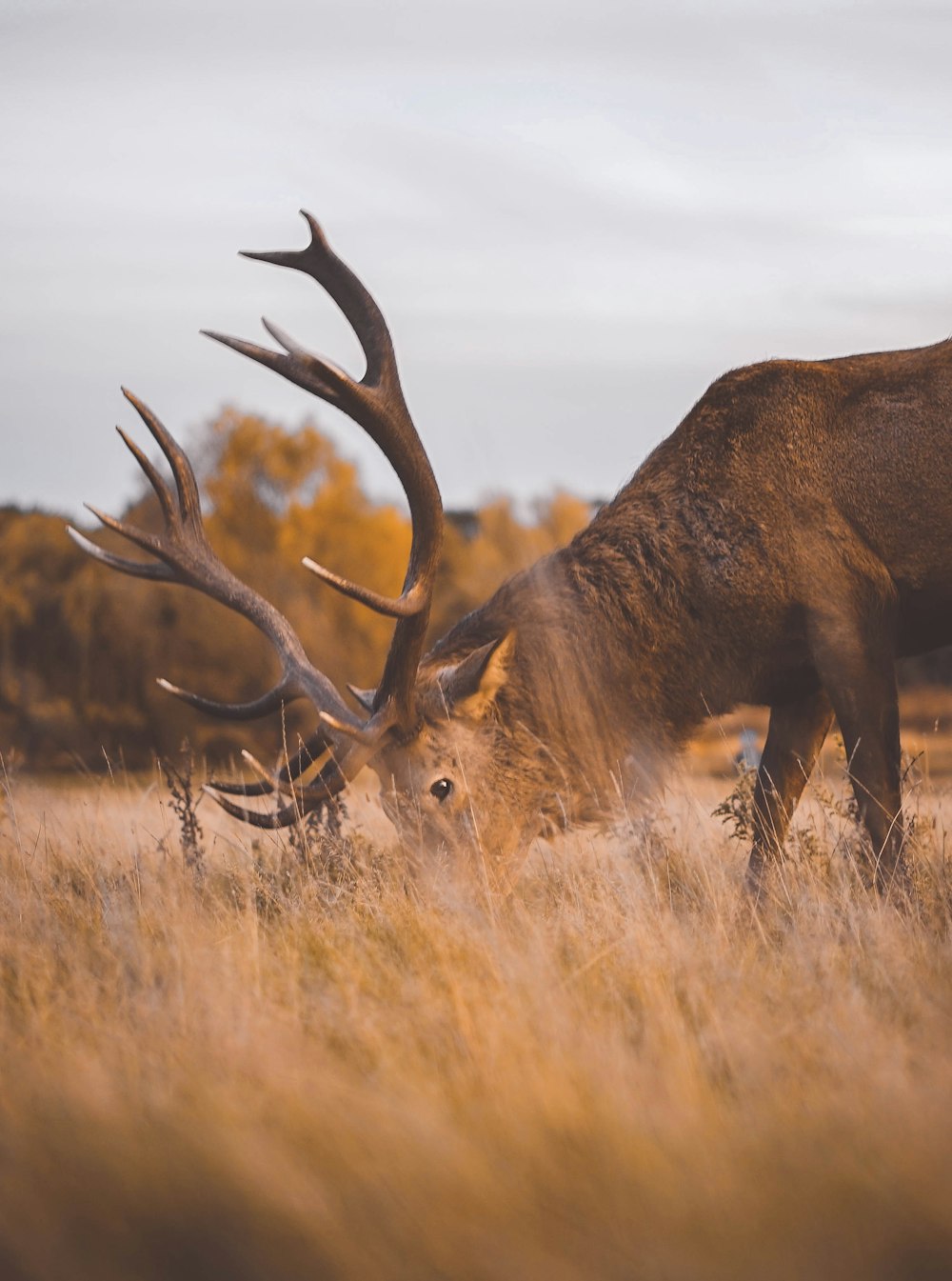 a large elk standing in a dry grass field