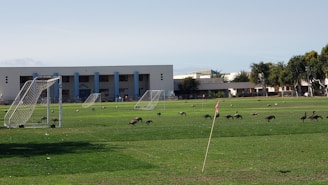 A grassy sports field with several soccer goals, some of which are slightly tilted. Numerous birds, likely geese, are scattered across the field, pecking at the ground. In the background, there is a long building with several windows and a few large trees on the right side.