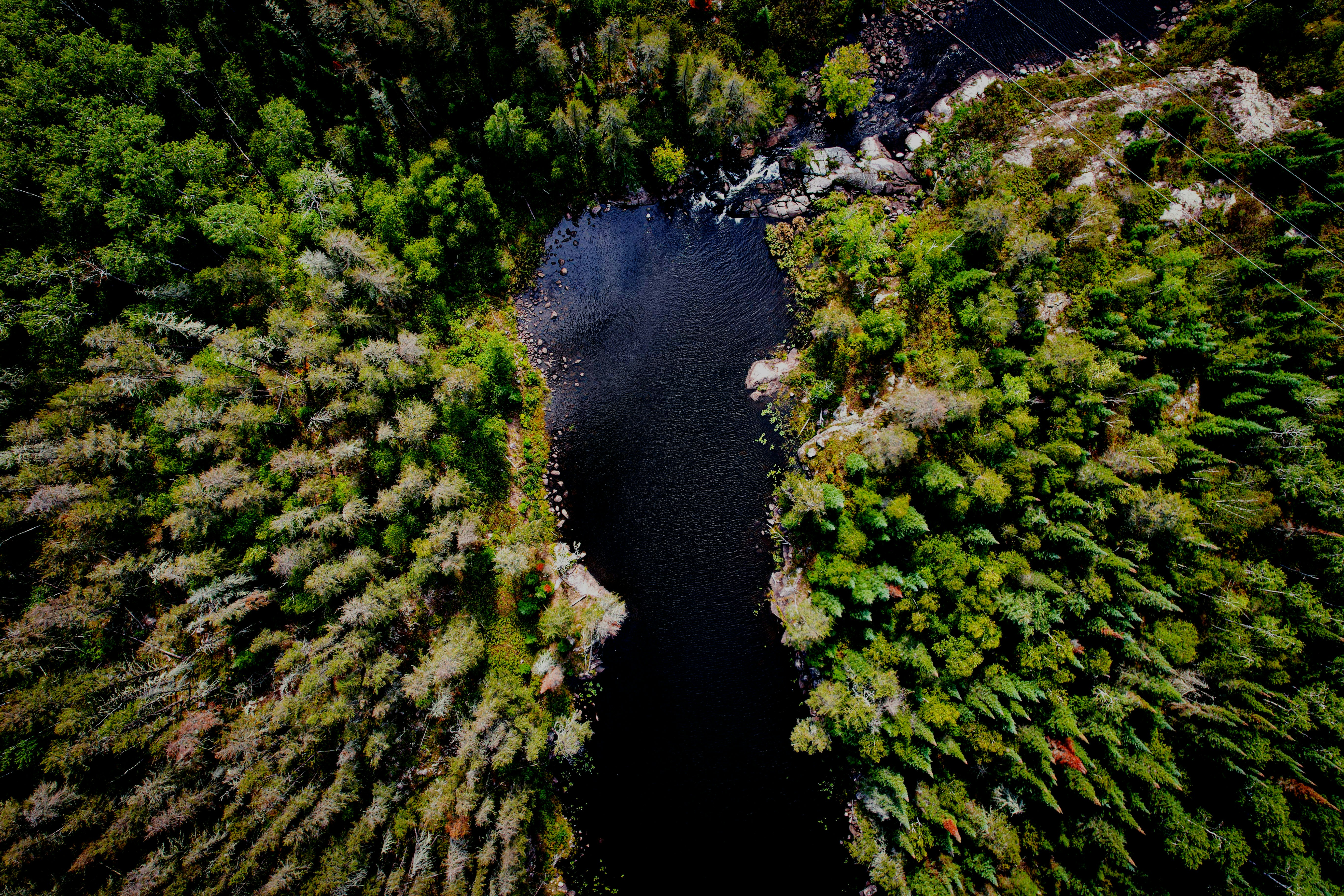 River through lush forest