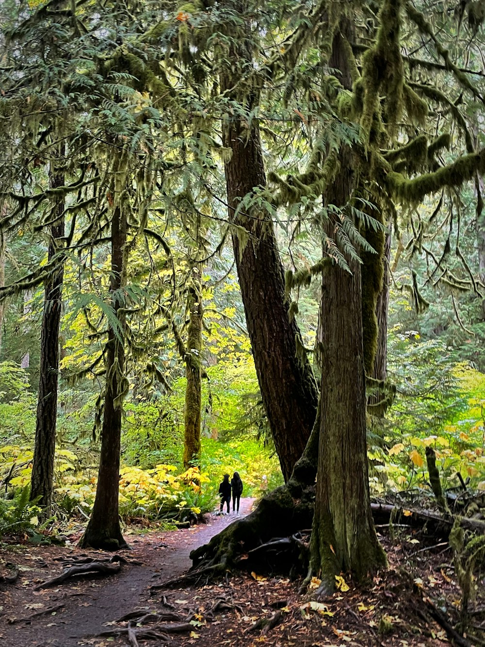 two people walking down a path in the woods