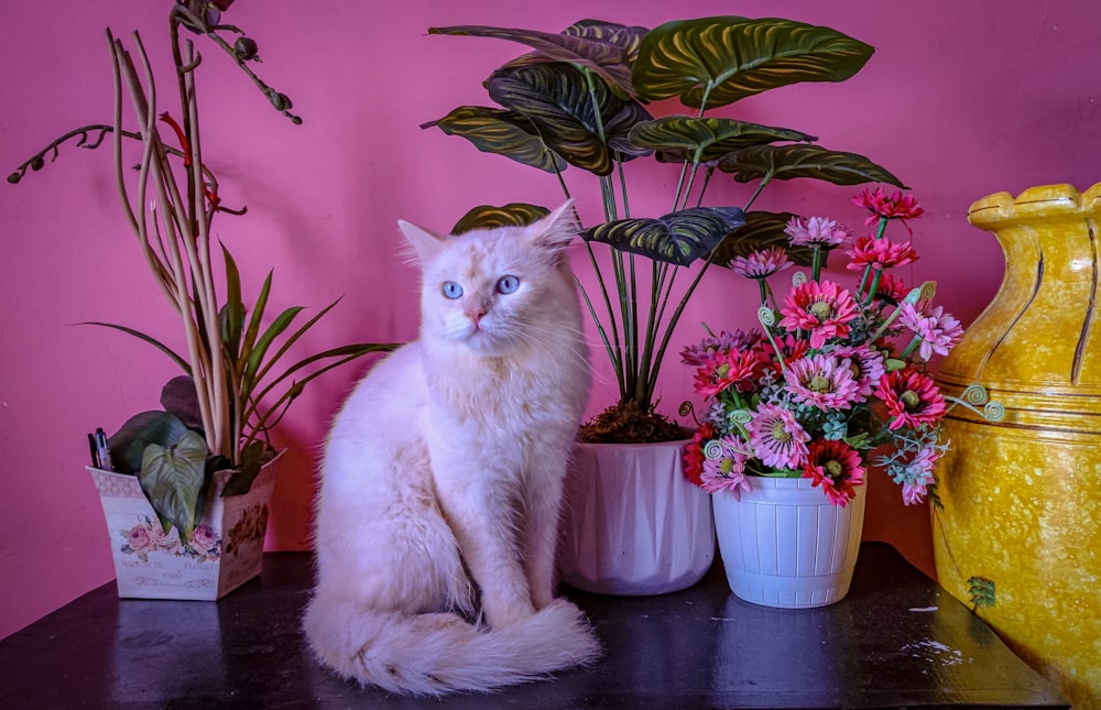 a white cat sitting on a table next to potted plants