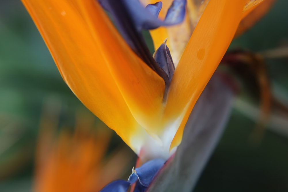 a close up of a flower with a blurry background