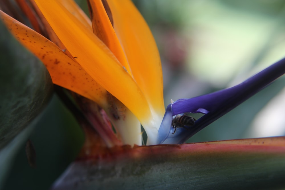 a close up of a flower with a blurry background