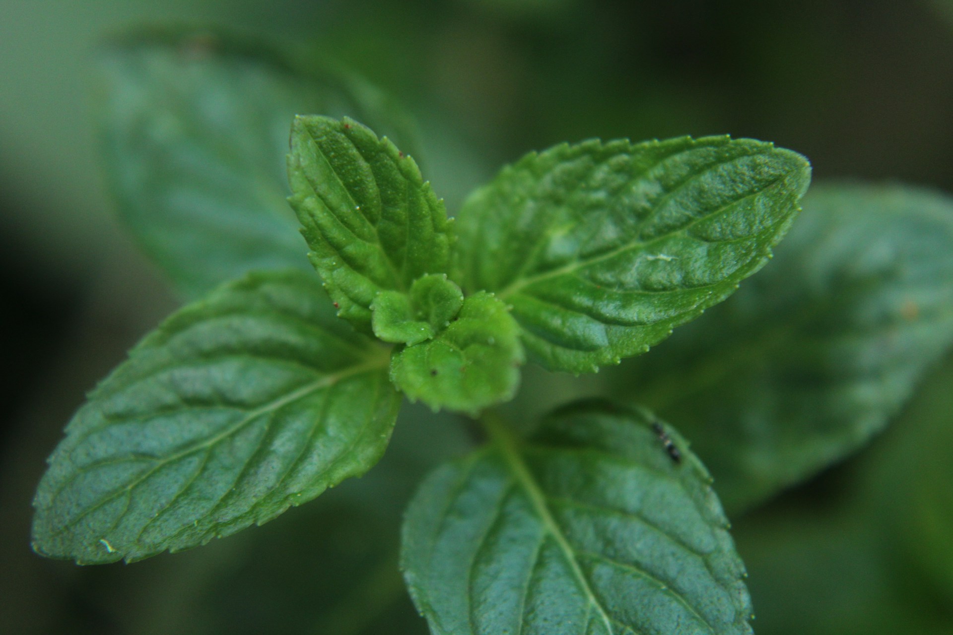 a close up of a green leaf on a plant