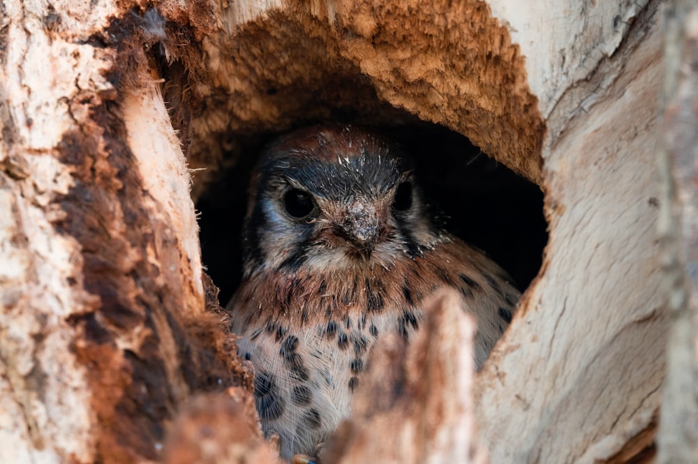 a small owl sitting inside of a hollow in a tree
