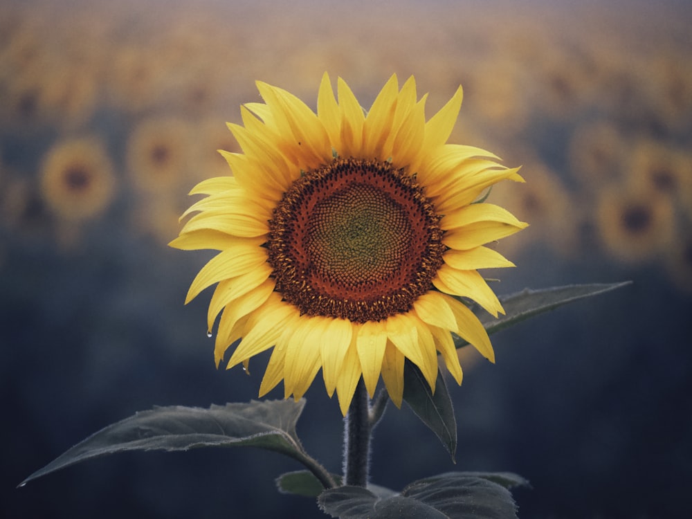 a large sunflower with a dark background