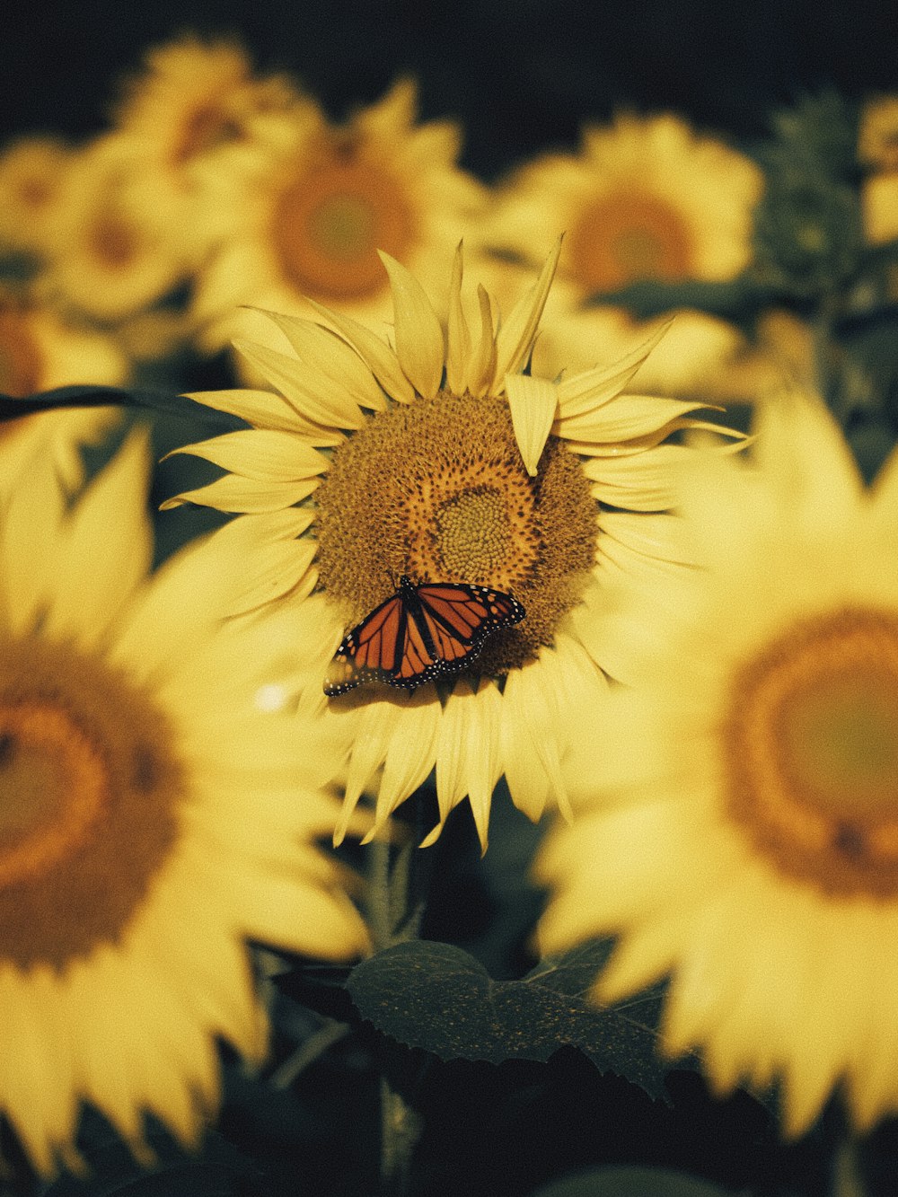 a butterfly sitting on a sunflower in a field