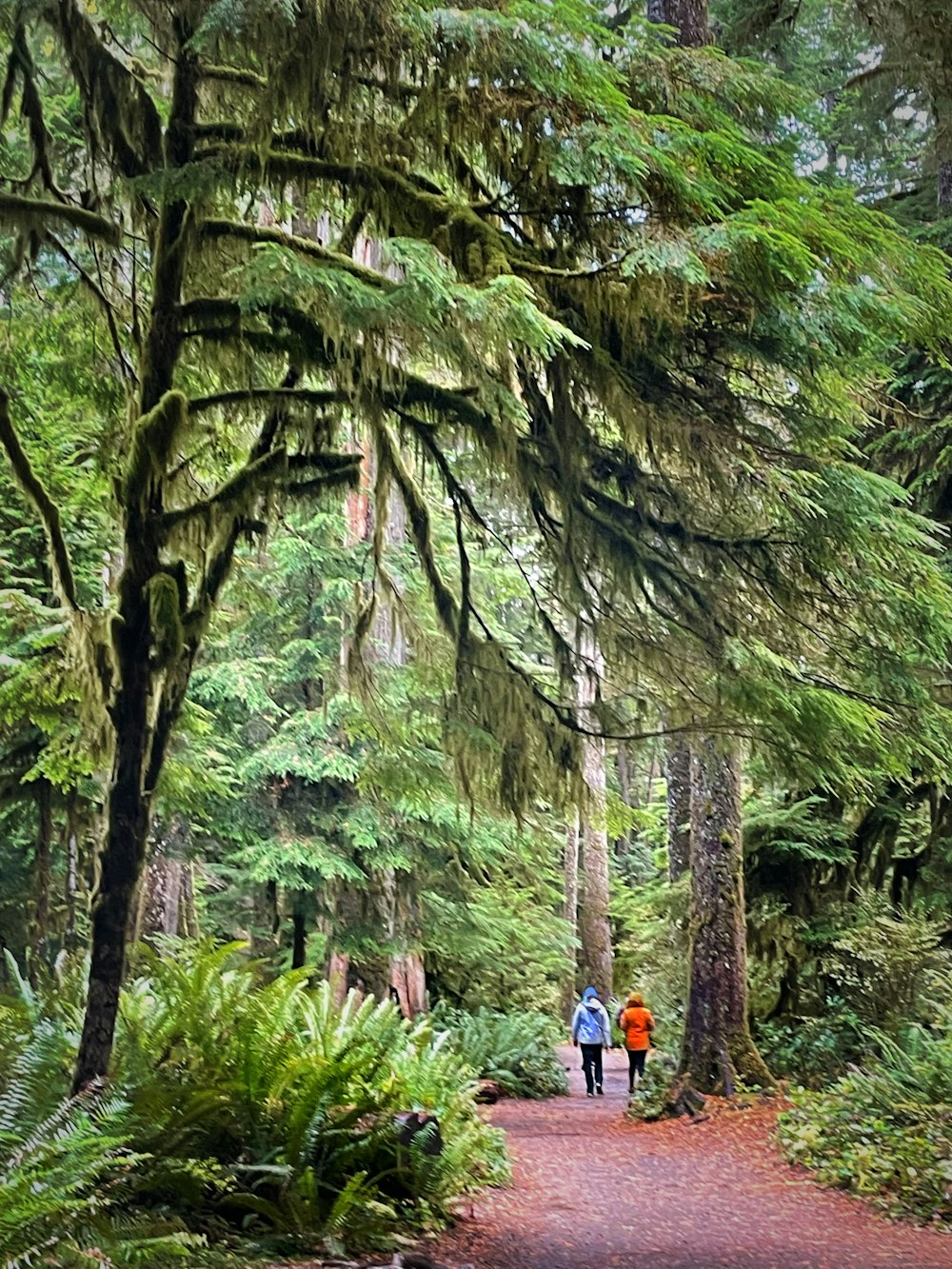 two people walking down a path in the woods