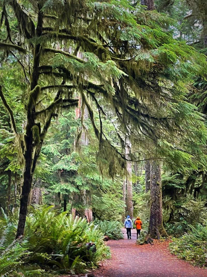 Zwei Personen gehen gemeinsam einen Waldweg entlang, sinnbildlich für einen Reset-Walk