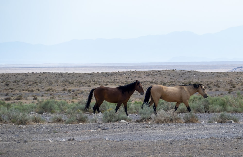 a couple of horses walking across a dry grass field