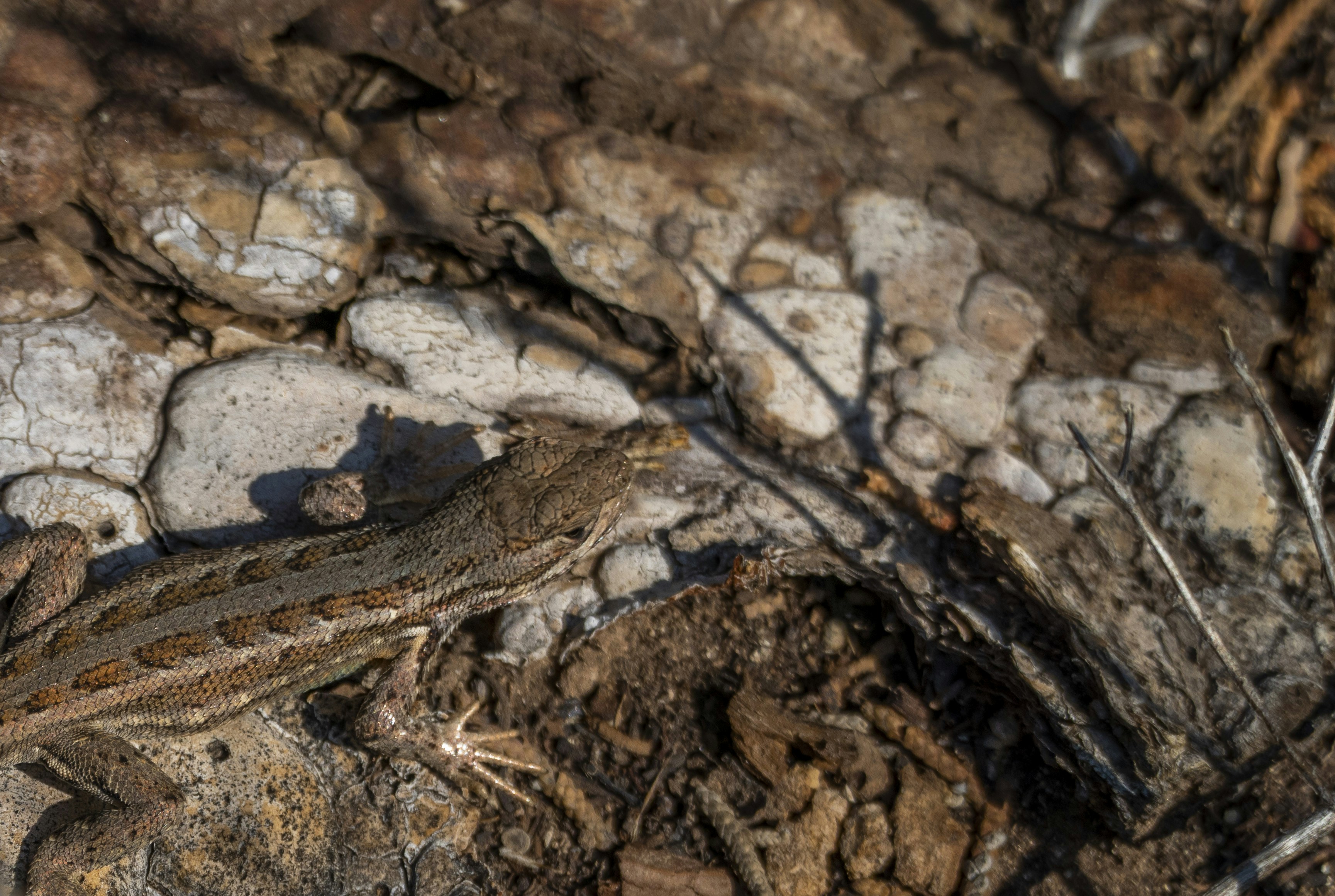 a lizard sitting on a rock in the dirt