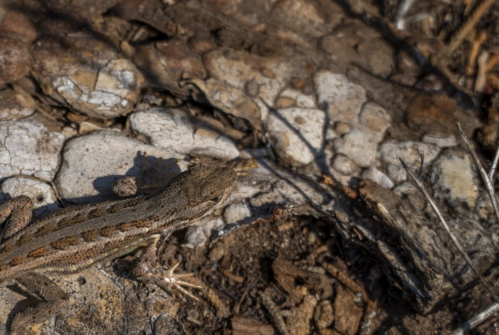 a lizard sitting on a rock in the dirt