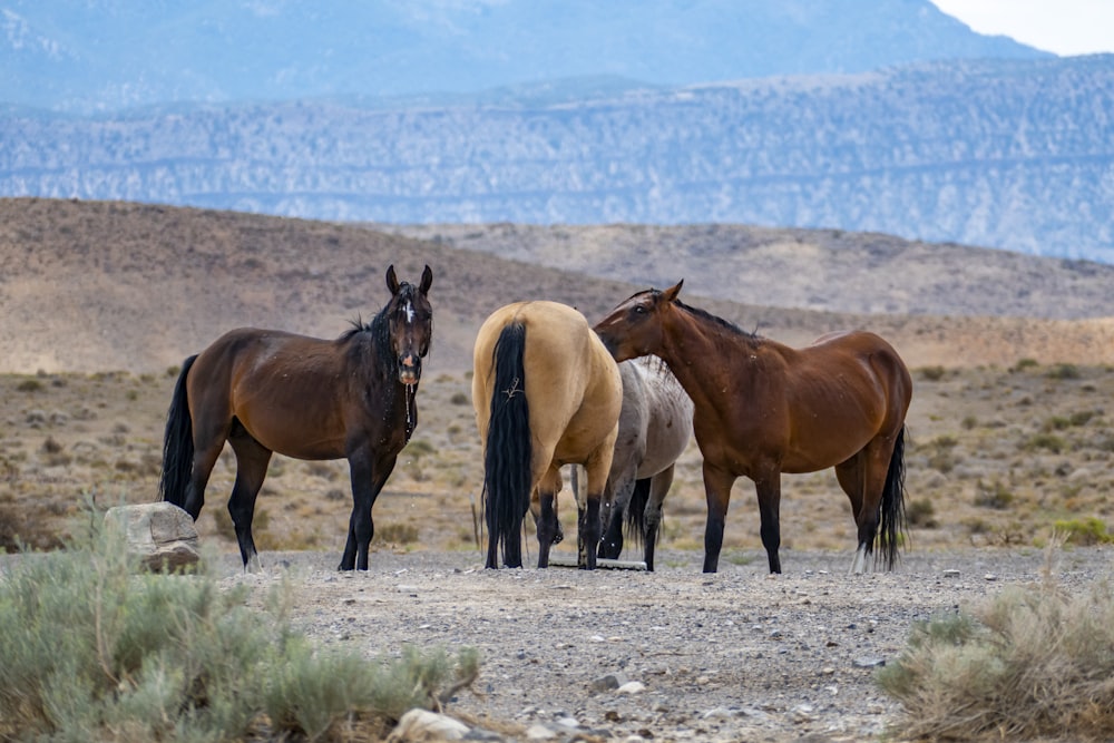 a group of horses standing on a dirt road