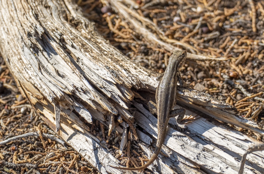 a lizard that is standing on a piece of wood