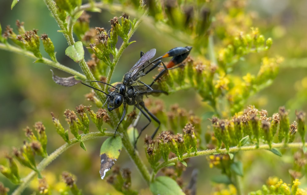 a couple of black bugs sitting on top of a green plant