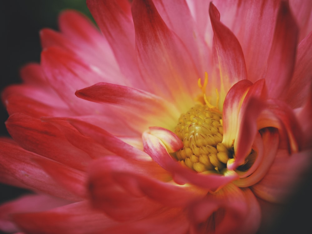 a close up of a pink flower with a yellow center