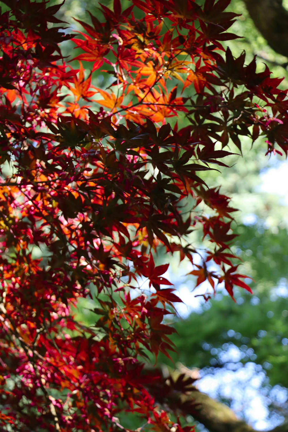 a tree with red leaves in the sunlight