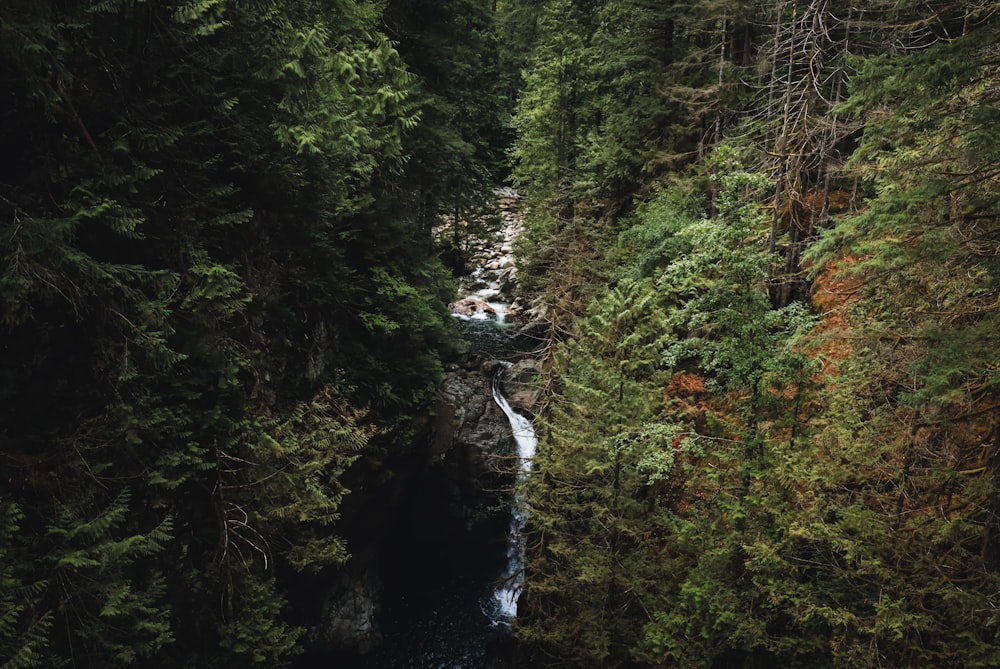 a river running through a lush green forest