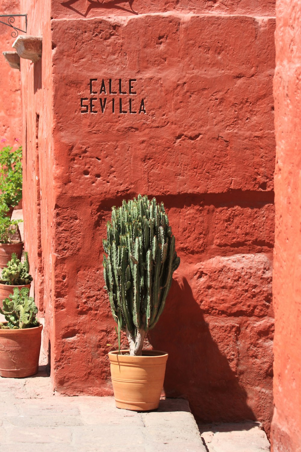a cactus in a pot on the side of a building