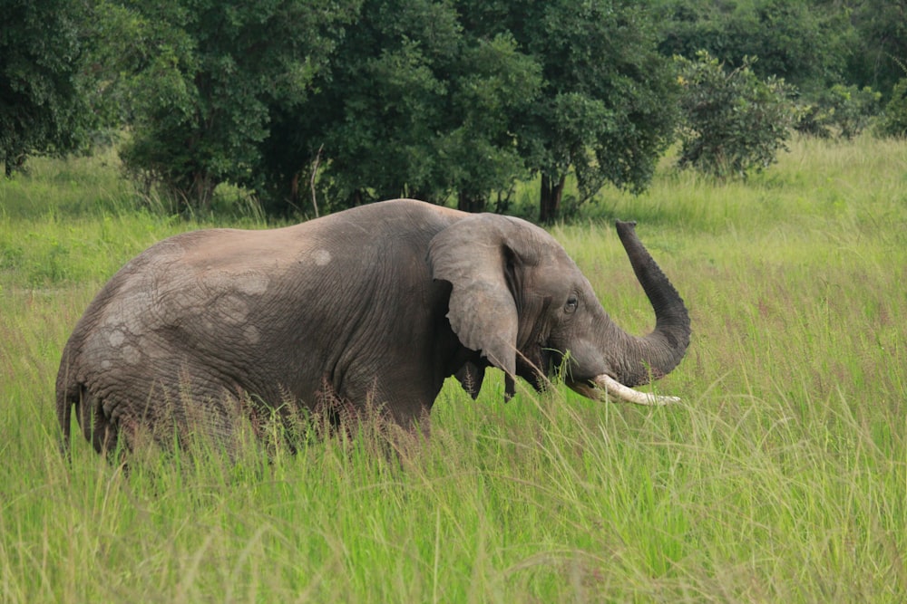 an elephant standing in a grassy field with trees in the background