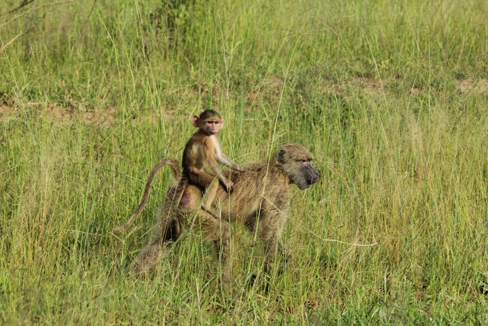 a monkey sitting on the back of a baboon