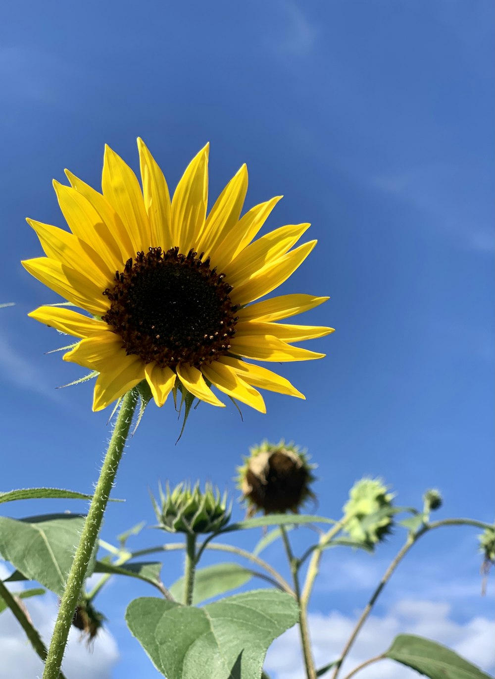 a large sunflower with a blue sky in the background