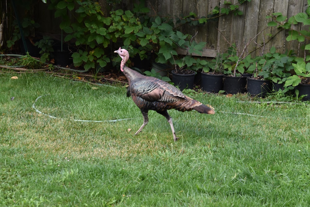 a turkey walking across a lush green field