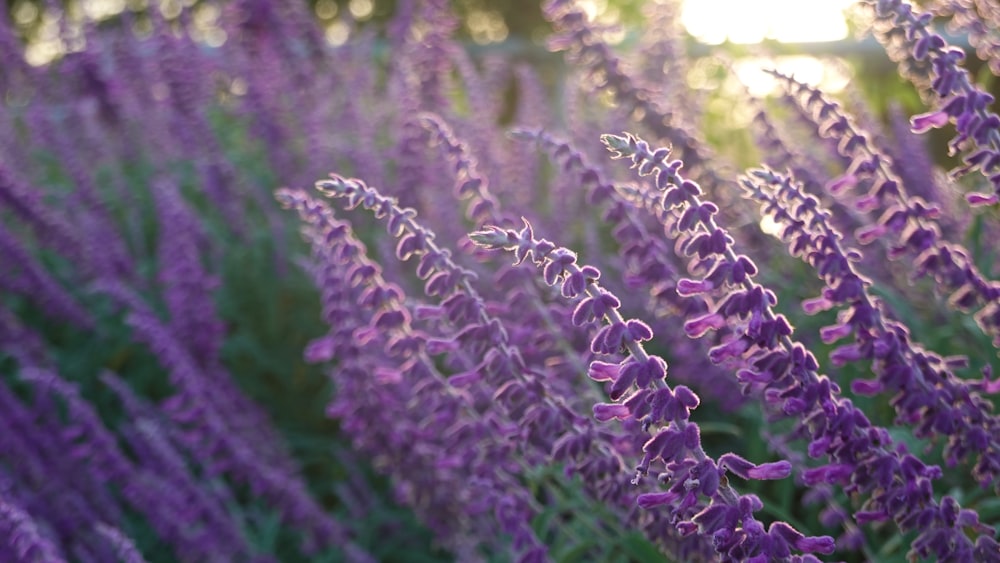 a field of purple flowers in the sunlight