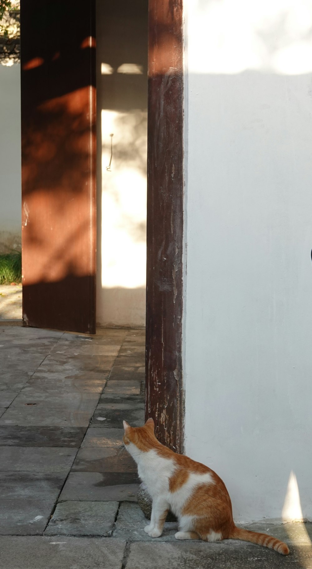 an orange and white cat sitting next to a building