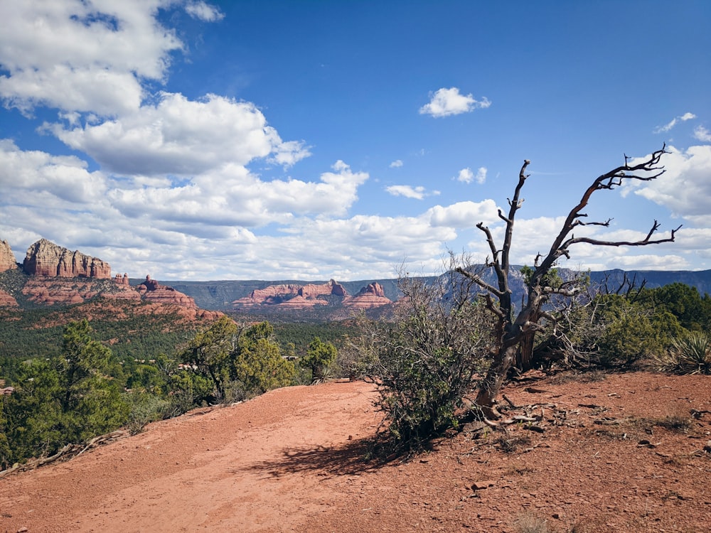 a dirt road with a dead tree in the foreground