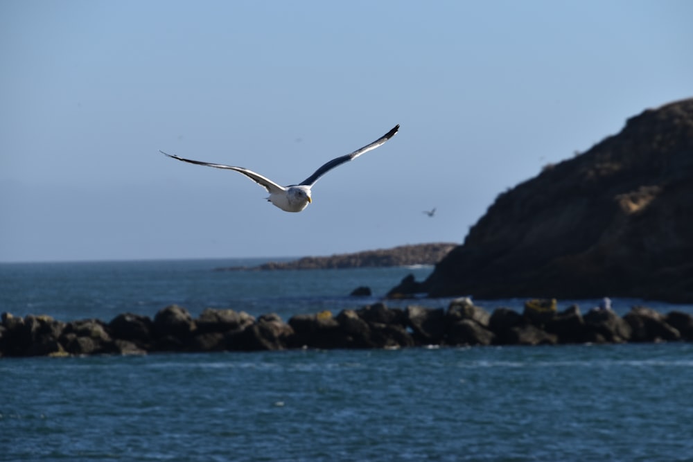 a seagull flying over a body of water