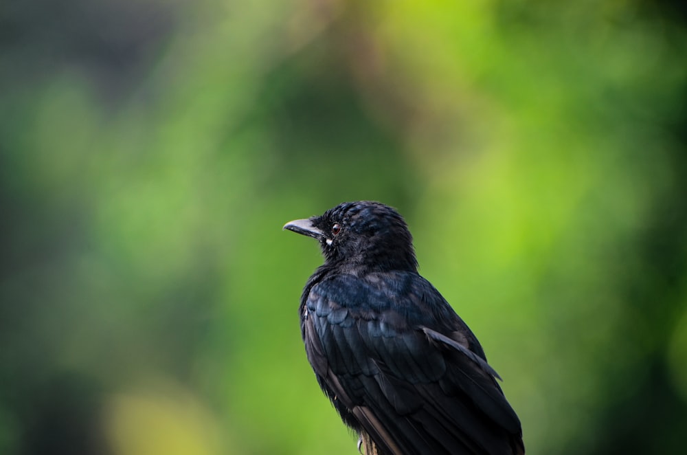 a black bird sitting on top of a wooden post