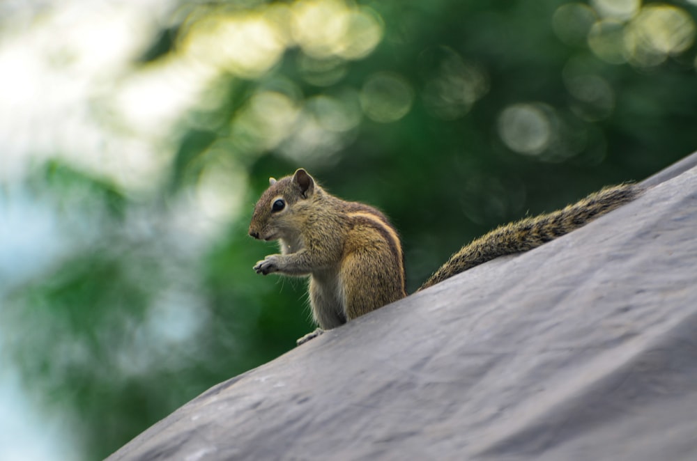 a squirrel sitting on top of a roof
