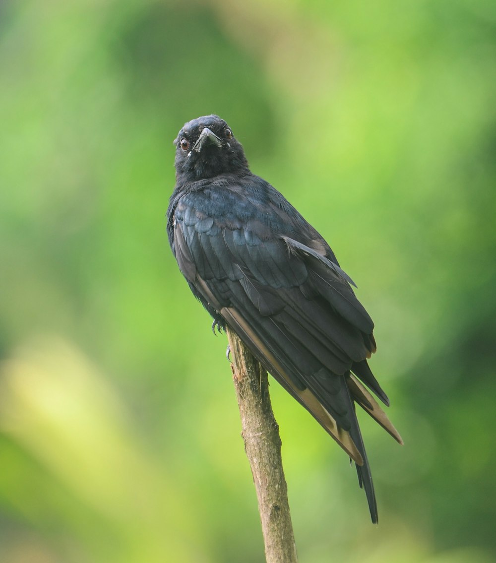 a black bird sitting on top of a tree branch