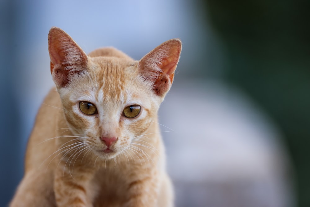 a small orange cat standing on top of a wooden table